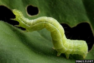 Soybean looper