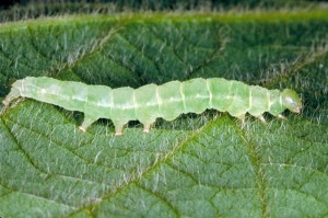 Green cloverworm