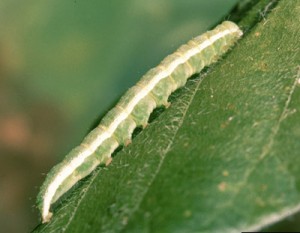 Velvetbean caterpillar