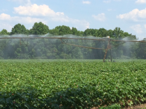 cottonirrigation
