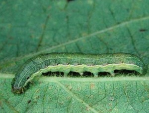 Beet Armyworm