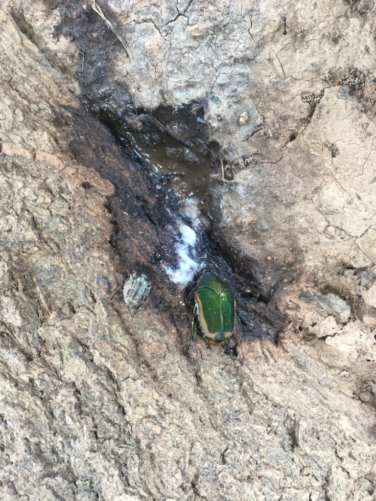 Old Trees Bleeding Sap Growing & Mowing in Bartow County