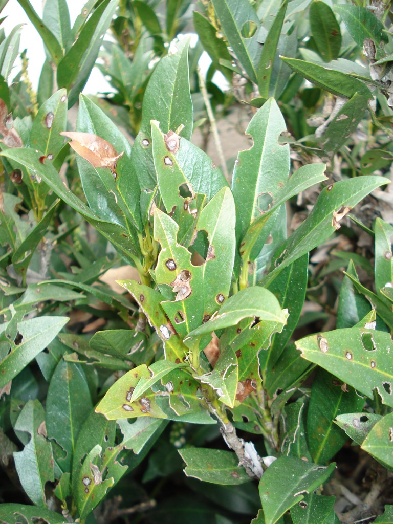 Shothole disease on Cherry Leaves Growing & Mowing in Bartow County