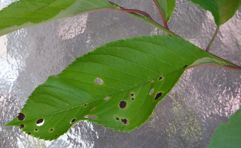 bing cherry tree leaves