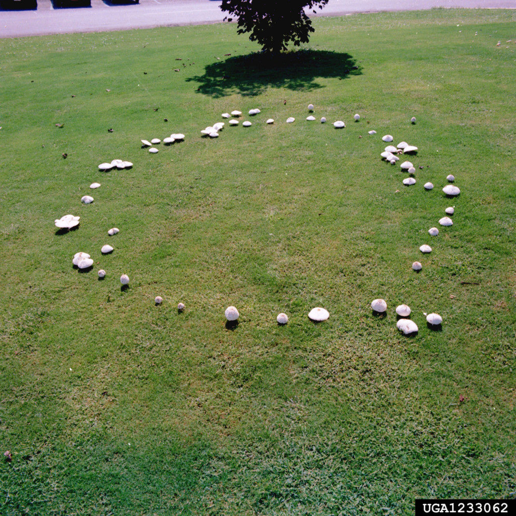 What's a fairy ring of mushrooms? Why is it a circle?