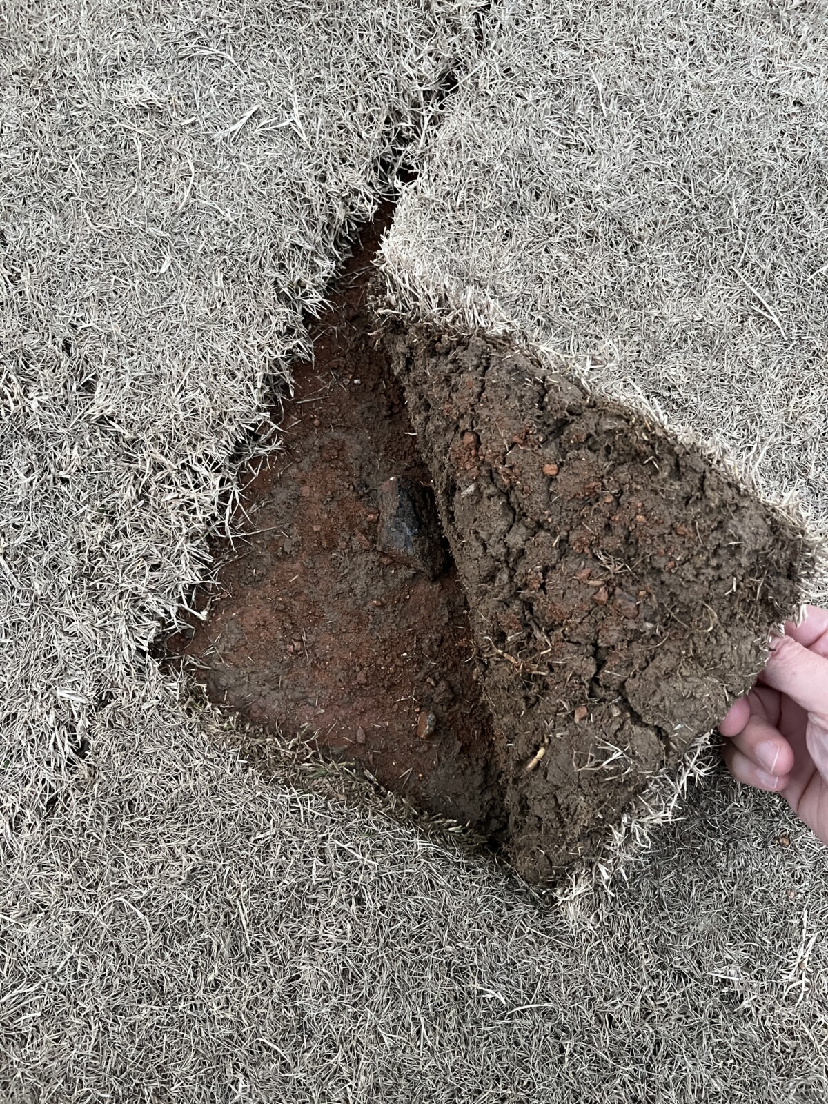 Dormant Sod