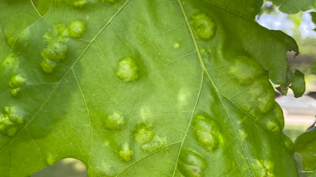oak leaf blister symptoms