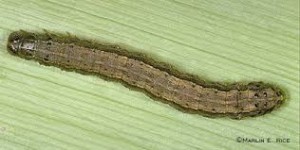 fall armyworm