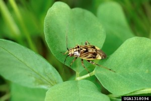 tarnished plant bug 3