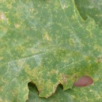 squash downy mildew