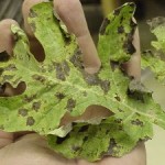 watermelon Downy Mildew