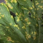 zucchini downy mildew