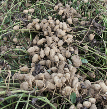 Temperature effect on Peanut Harvest