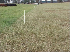 stockpiled forage