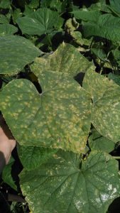 Downy Mildew