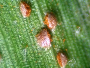 southern rust seminole co#2