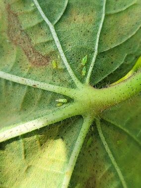 Image of Jassid adult and nymphs