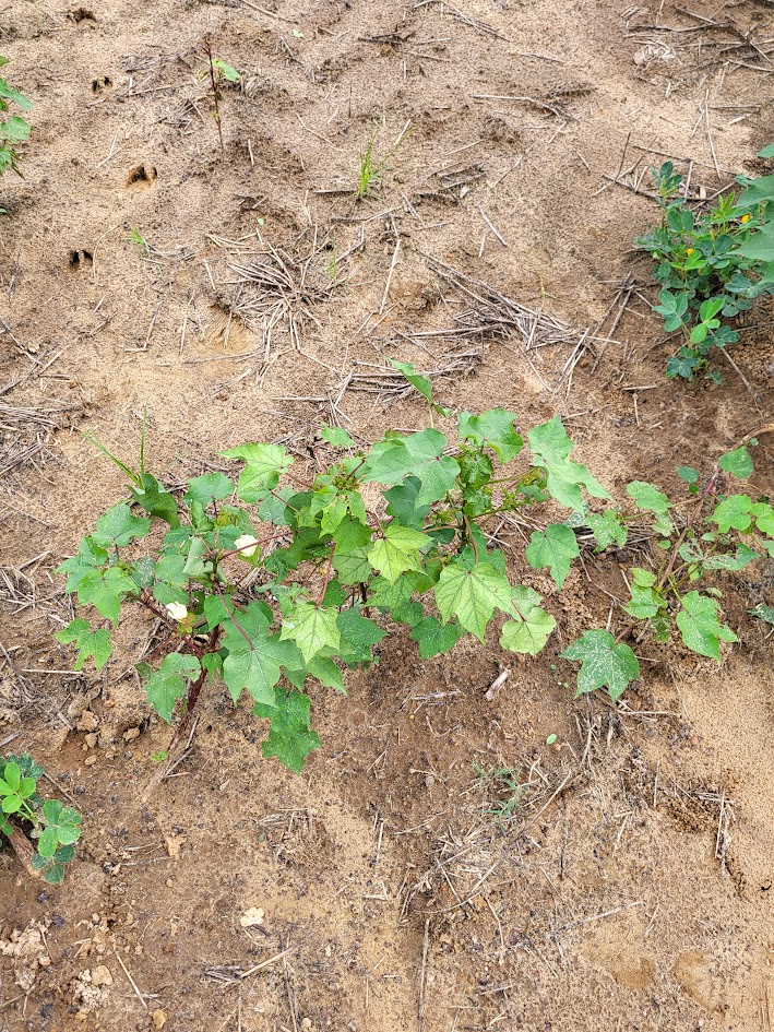 Image of early cotton affected by Jassid damage