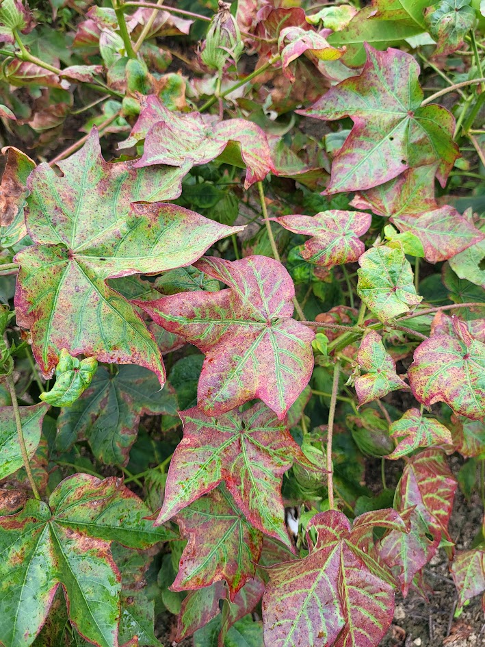 Image of severe cotton damage from Jassids