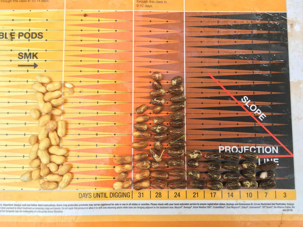 Peanut Maturity Burke County Ag News
