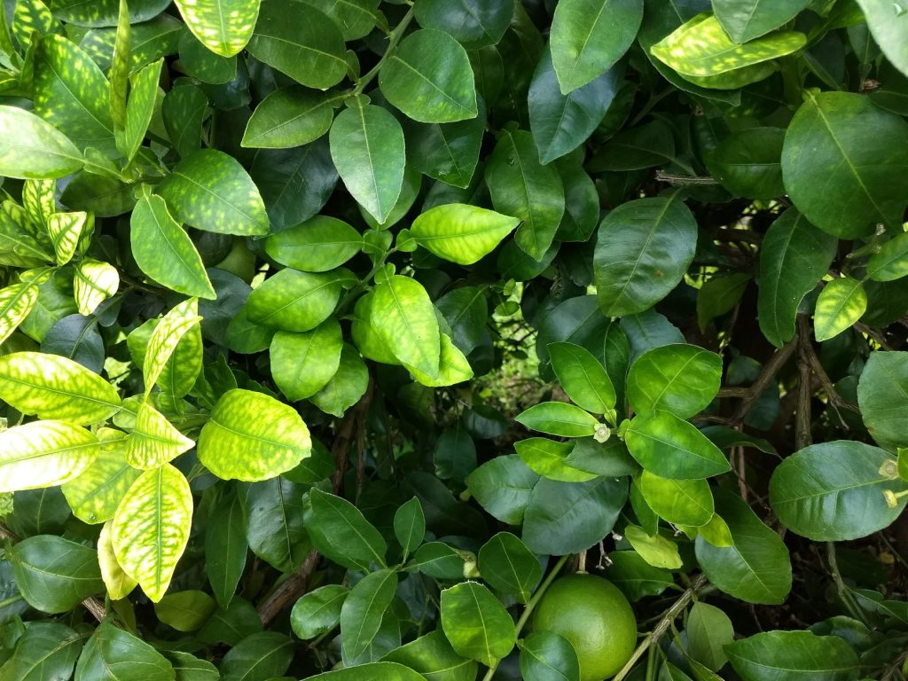 Photo of citrus leaves