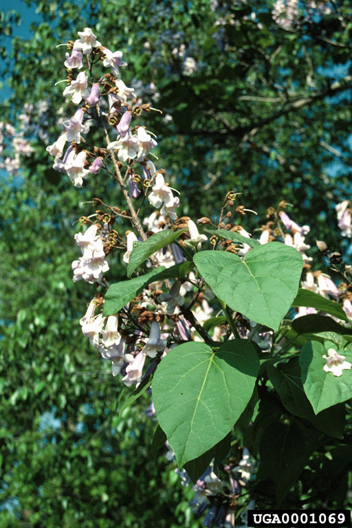 catalpa flowering with good image of leaf and bell shaped flowers