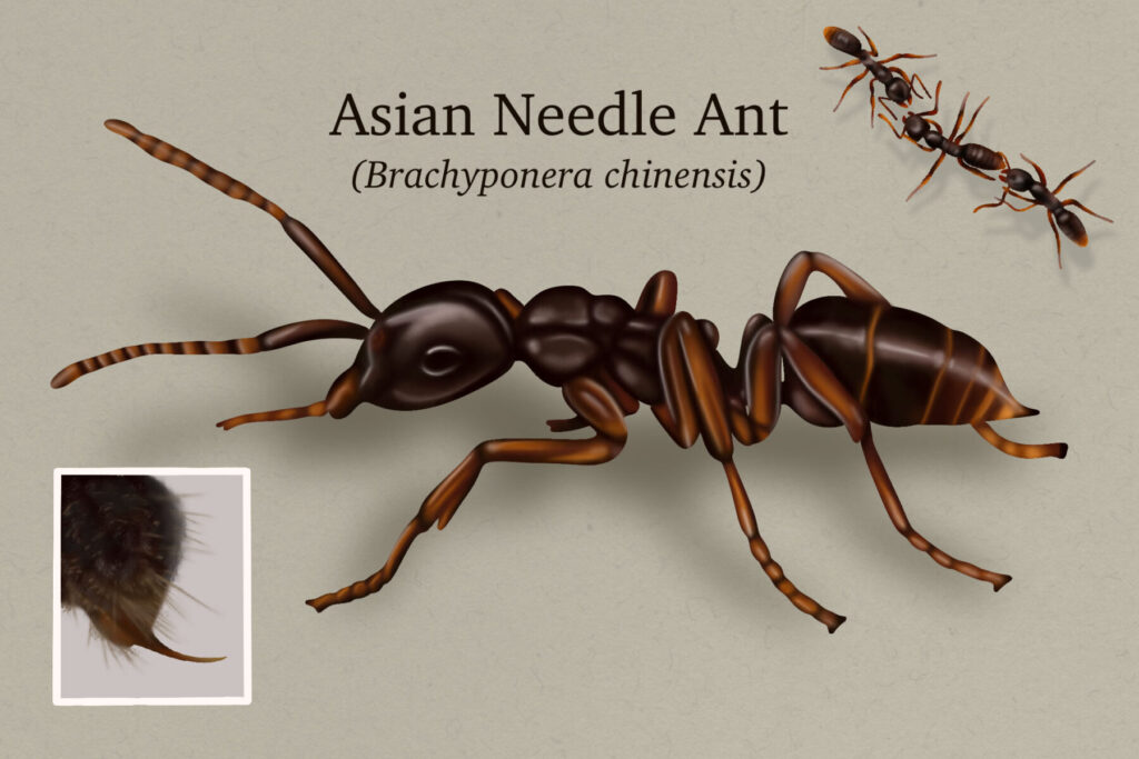 Illustration of an Asian Needle Ant (Brachyponera chinensis), depicting detailed features of its dark brown and striped body, along with a close-up image of its sting.