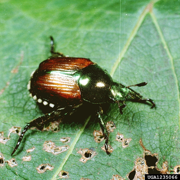 Japanese beetle on leaf