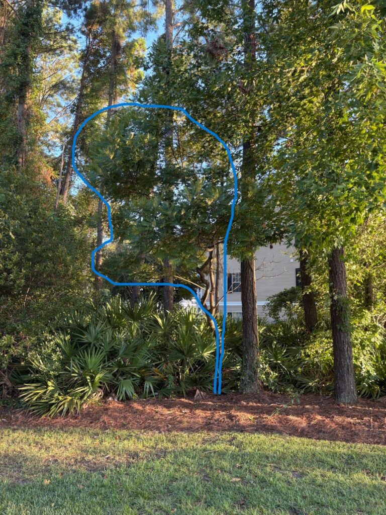 tree of heaven highlighted along with other trees/plants in landscape
