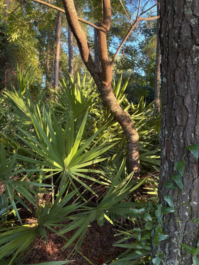 tree of heaven trunk highlighted