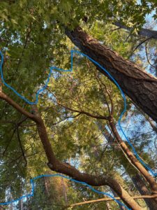 tree of heaven branch structure highlighted