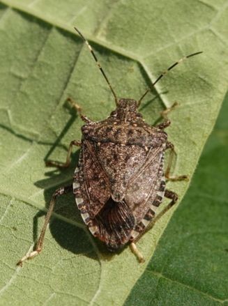 Brown Marmorateed Stink Bug on underside of leaf