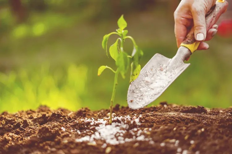 hand is holding garden shovel spreading epsom salt on weed