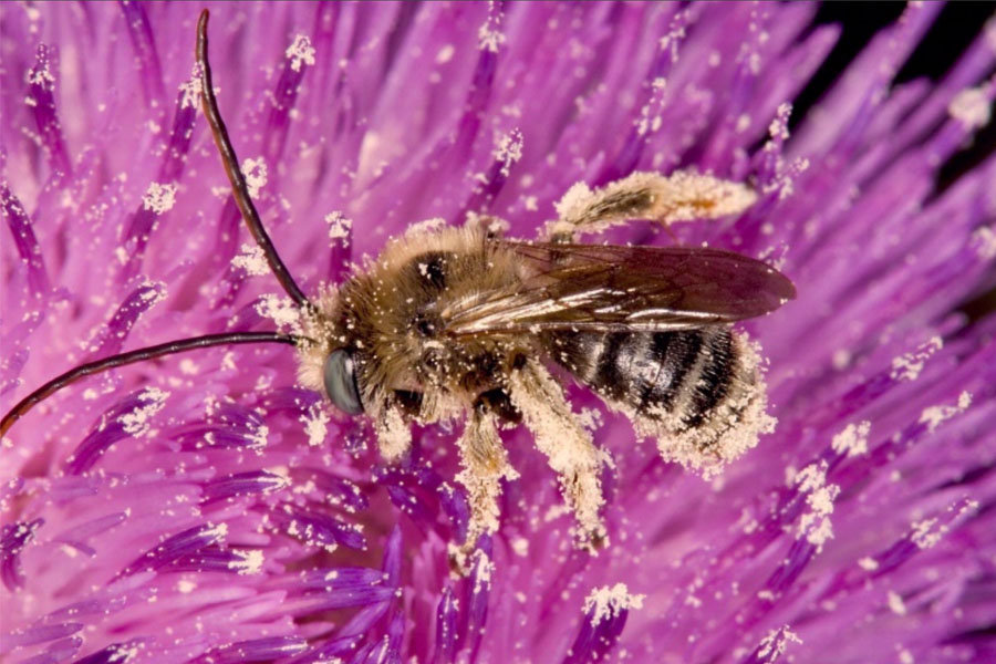 Ground nesting bee with nectar on body while feeding inside a purple flower
