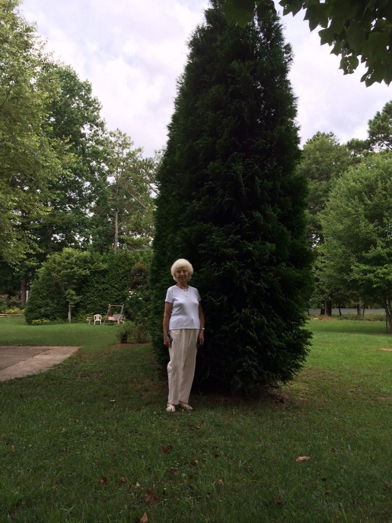 Mrs. Houser stands in front of a screen planting at American Pillar Nursery.  The screen is approximately 7 years old.