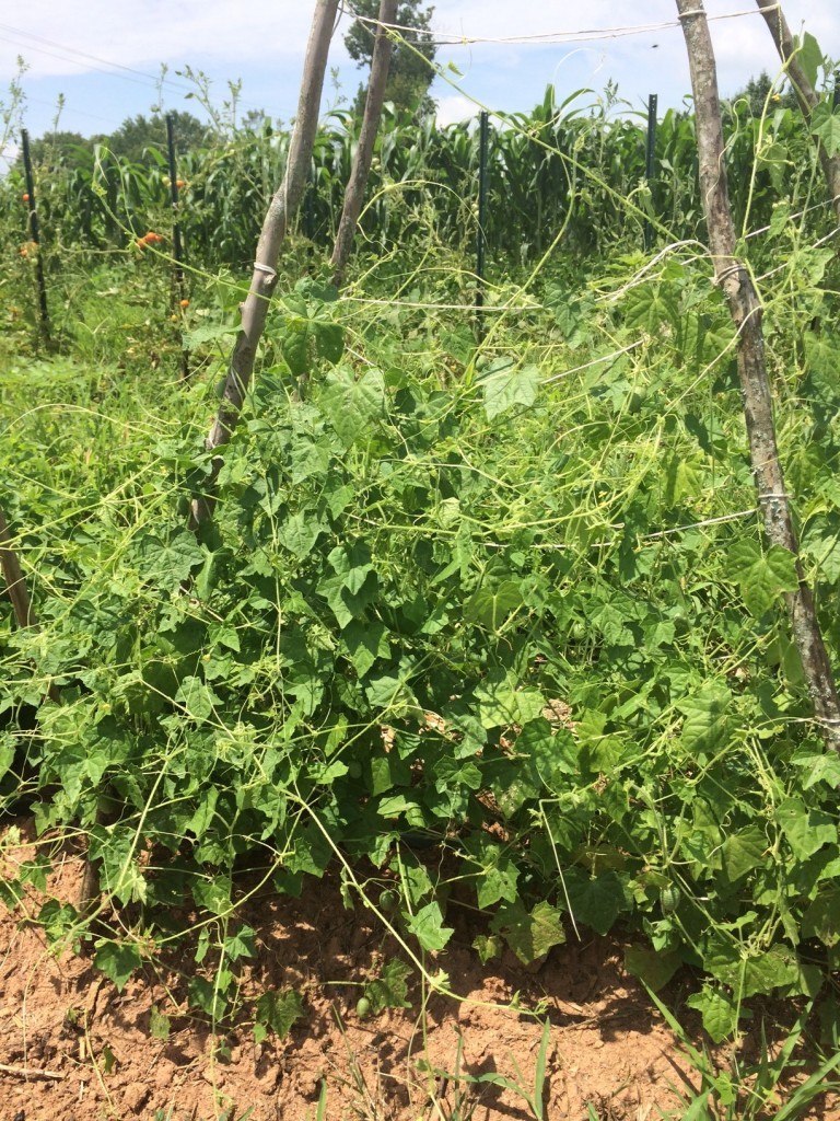 How to Grow Cucamelon (Mexican Sour Gherkin)