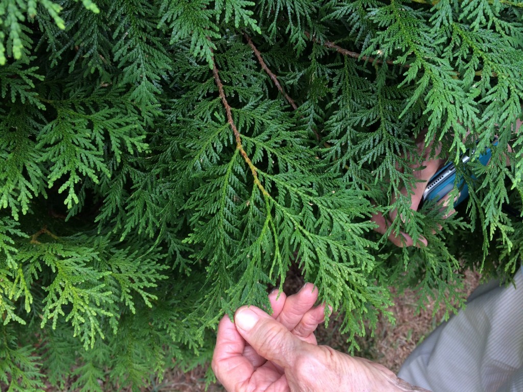 Mrs. Houser displays the verdant foliage of their 'American Pillar' arborvitae.  The tree makes an excellent screen and habitat for birds.