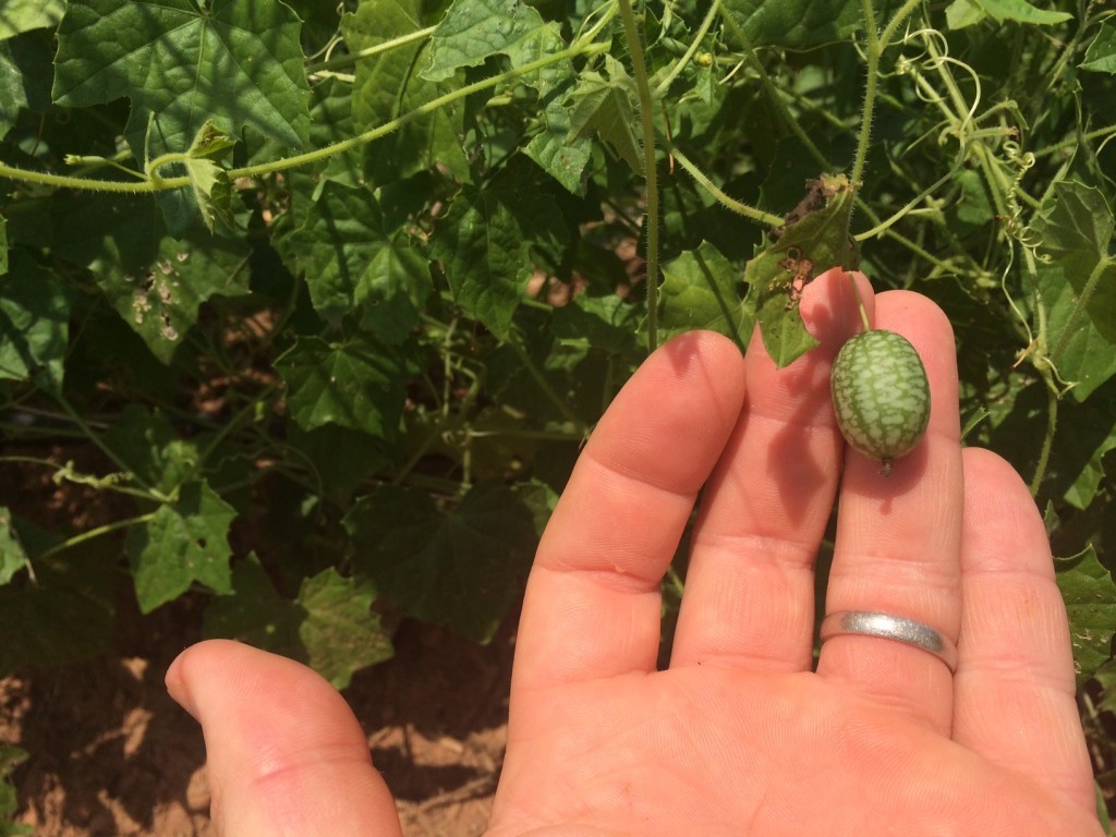 Cucamelons: How to Plant & Grow  Mexican Sour Gherkin 