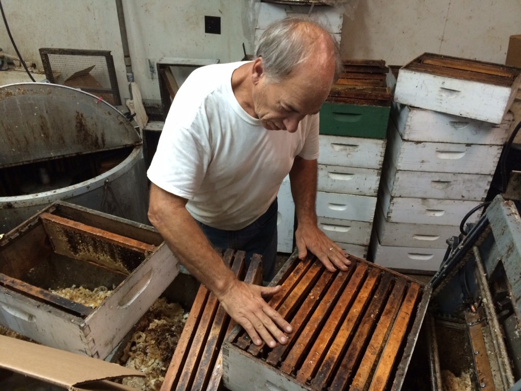 BJ is seen here uncapping frames of honey before they go into the extracting machine (back left) which spins at 280 RPMs.