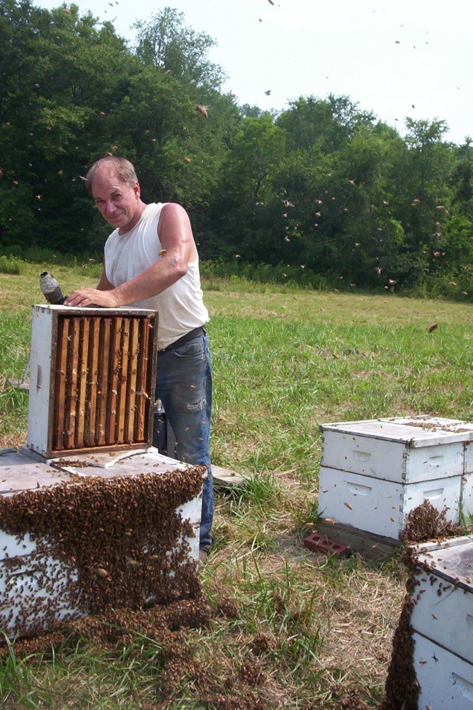 Pulling Honey06