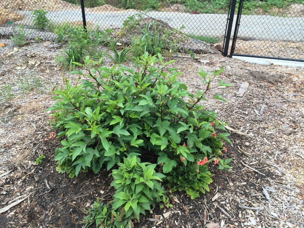 roselle plant growing