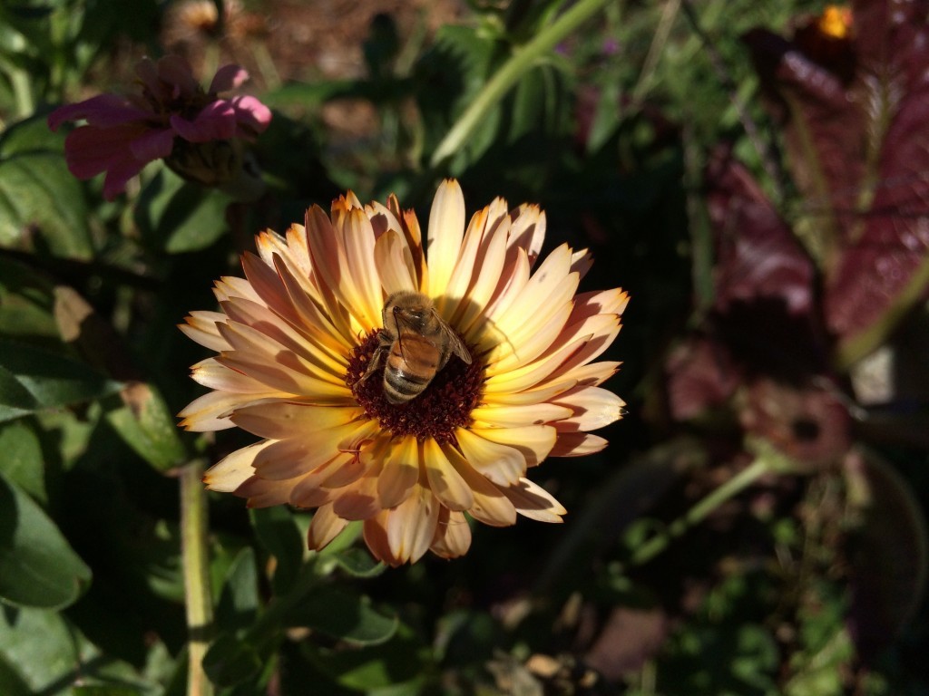 Calendula is a beautiful plant and one that I love for a number of reasons: easy to grow from seed, great for pollinators, very hardy, tolerates a mild frost, and the petals are edible.