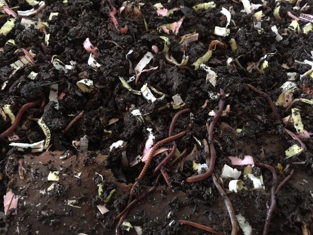 These happy little composters process about their body weight per day into rich, garden ready castings.