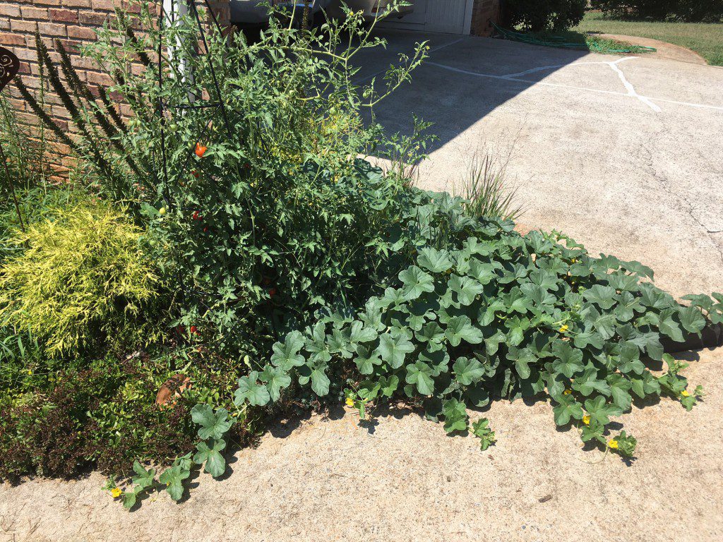 Since there is no heating of compost with vermiculture, seeds will remain viable. The cantaloupe on the right and tomato on the left are both "volunteers" from where I used castings in my landscape. These are two of my healthiest plants this year and I didn't even have to try. Maybe there is a lesson to be learned here.