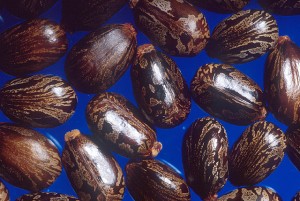 Castor beans.  Source: USDA ARS