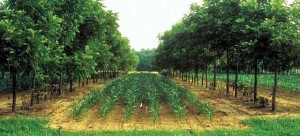 Alley cropping of corn and walnuts. Source: USDA via Commons Wikimedia