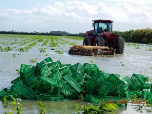 Torrential rains in south Florida’s Redlands growing region severely damaged winter yellow squash, zucchini and green beans, as well as this field of corn grown by Alger Farms. Source: Alger Farms via The Packer.