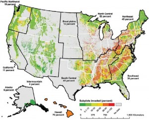 invasive plants