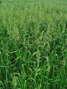 Oat field. Source: H. Zell, Commons Wikimedia.