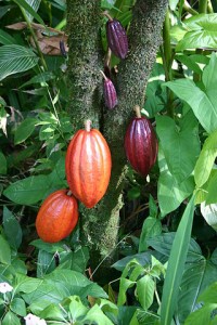 Cocoa pods.  Source: Mediacaster, Commons Wikimedia